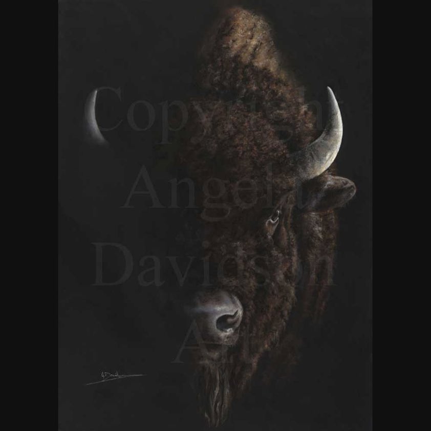 Big Bill: A North American Bison Print by Angela Davidson Art
