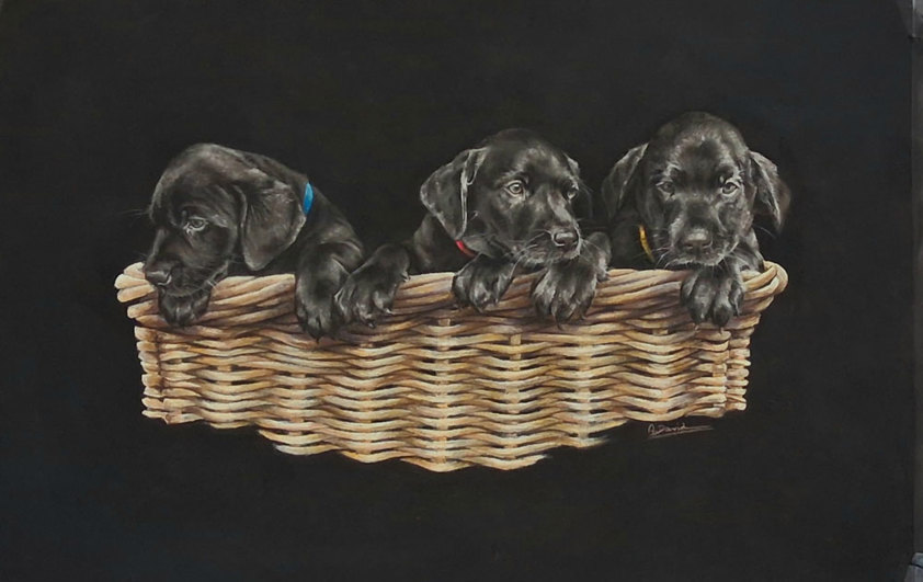 Black Labrador Pup Artwork