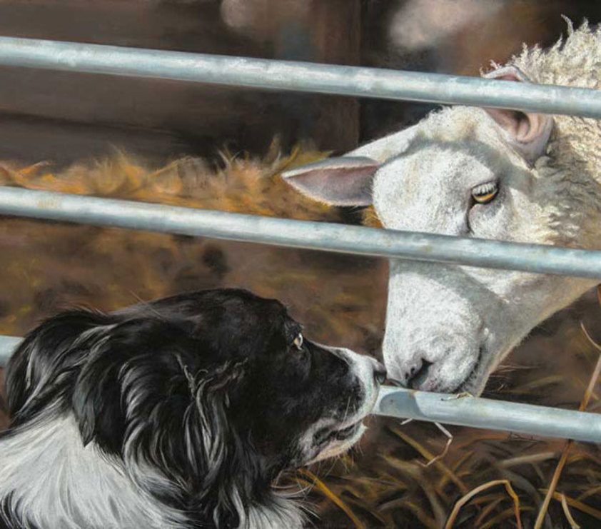 A Texel Sheep nose to nose with a Collie Dog