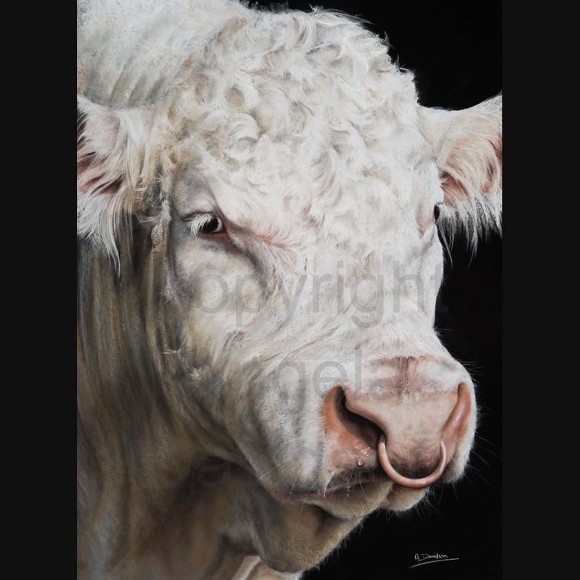 Ringmaster 2: A Charolais Bull Print by Angela Davidson Art