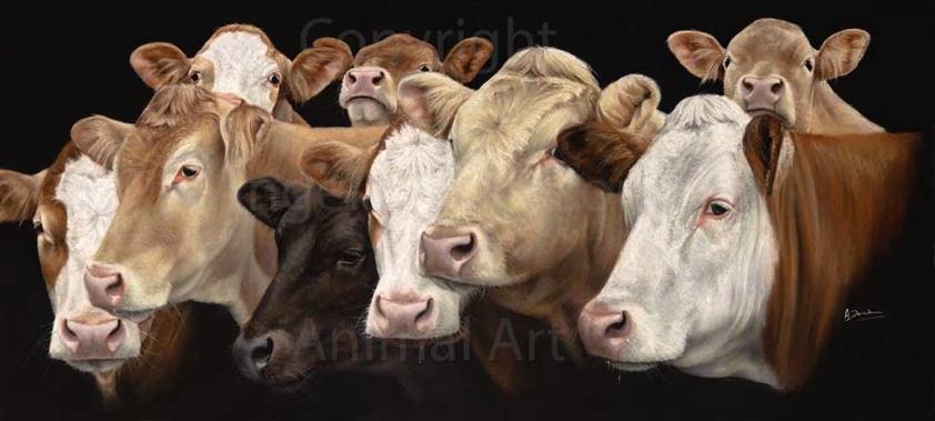 A Herd of Commercial Beef Cattle