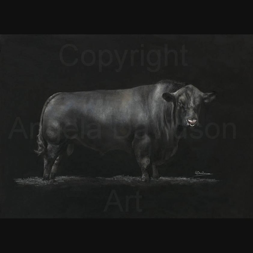 Back to Black: A Aberdeen Angus Bull Print by Angela Davidson Art