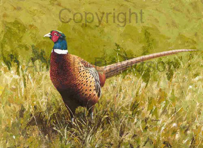 Technicolour Dreamcoat: A Pheasant Print by Angela Davidson Art