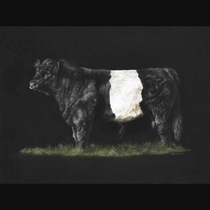 Gorgeous George: A Belted Galloway Bull Print by Angela Davidson Art