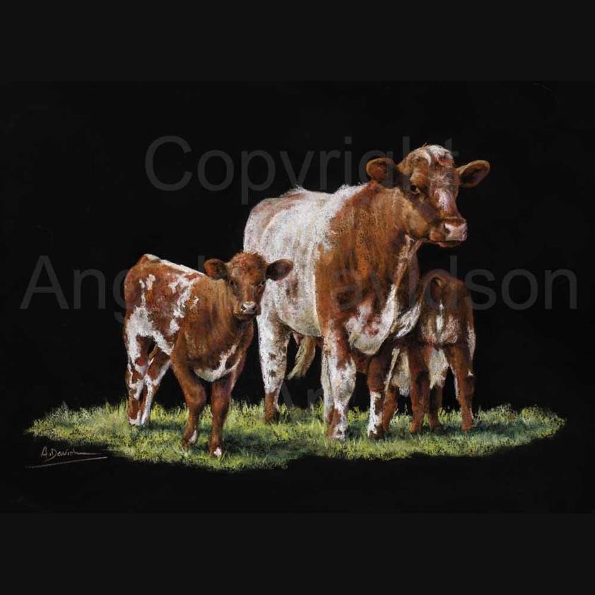 The Fly Cup: A Shorthorn Cattle Print by Angela Davidson Art