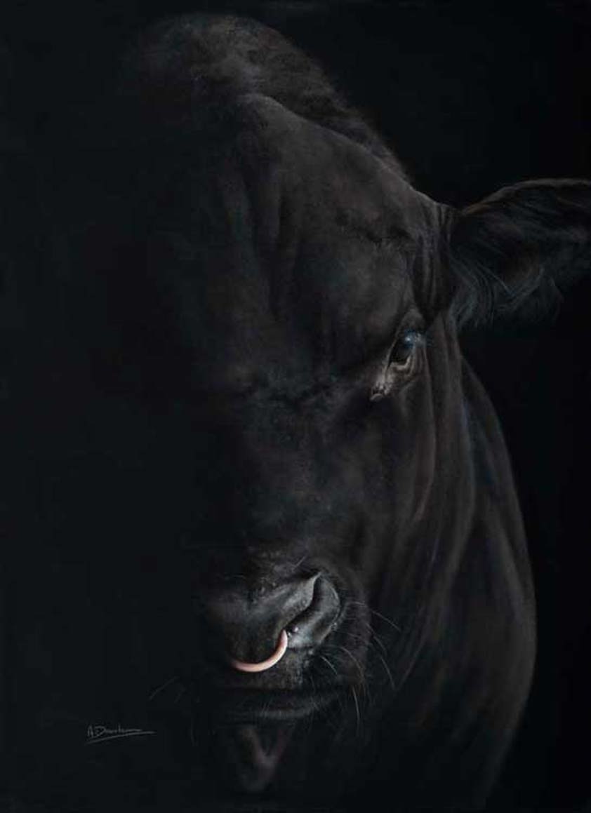 Artwork of an Aberdeen Angus Bull