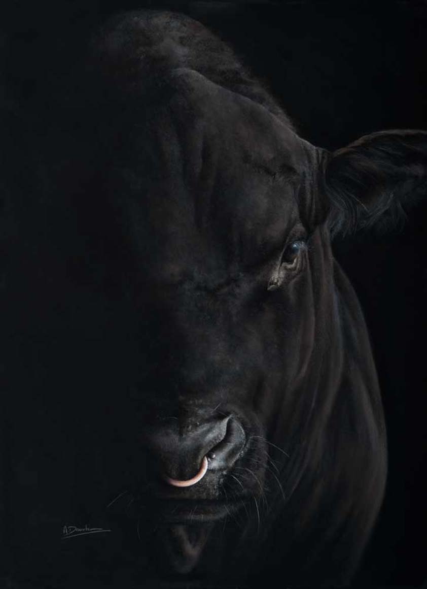 Artwork of an Aberdeen Angus Bull