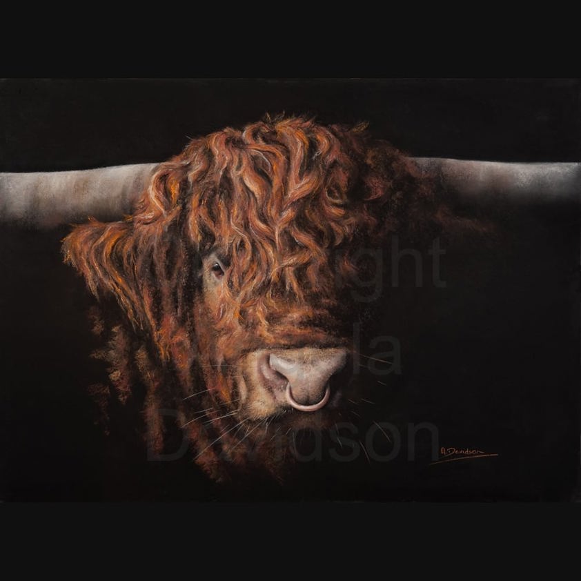 Red on Black: A Highland Bull Print by Angela Davidson Art