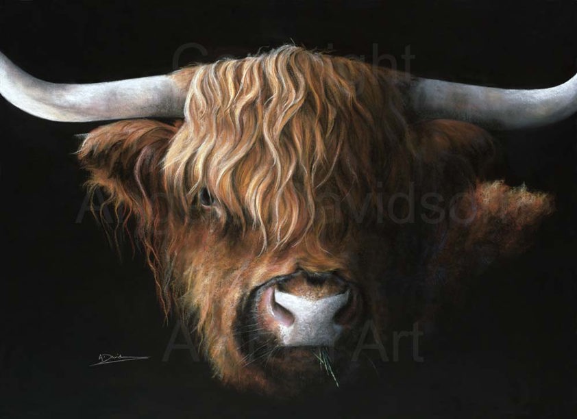 A Highland Cow