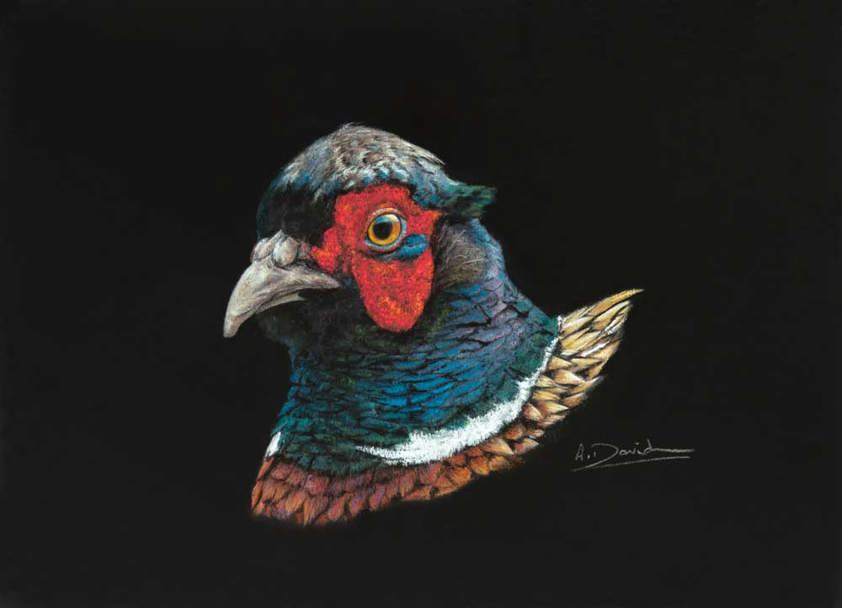 A Fine Art Print of a Male Pheasant