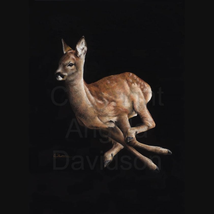 Skidaddle: A Roe Deer Print by Angela Davidson Art