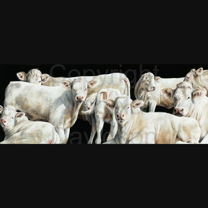 Chilled Out Charlies: A Charolais Cow Print by Angela Davidson Art