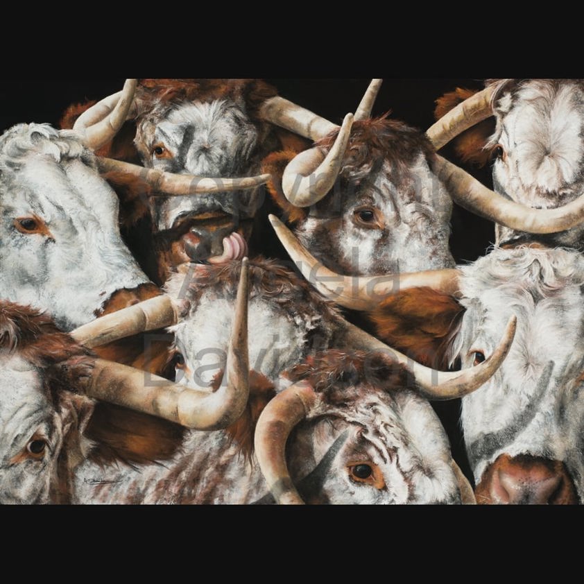 Stock Market: A Longhorn Cattle Print by Angela Davidson Art