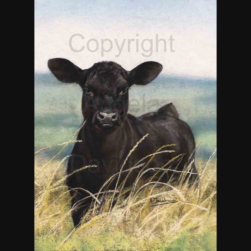 Black Diamond: A Aberdeen Angus Cow Print by Angela Davidson Art