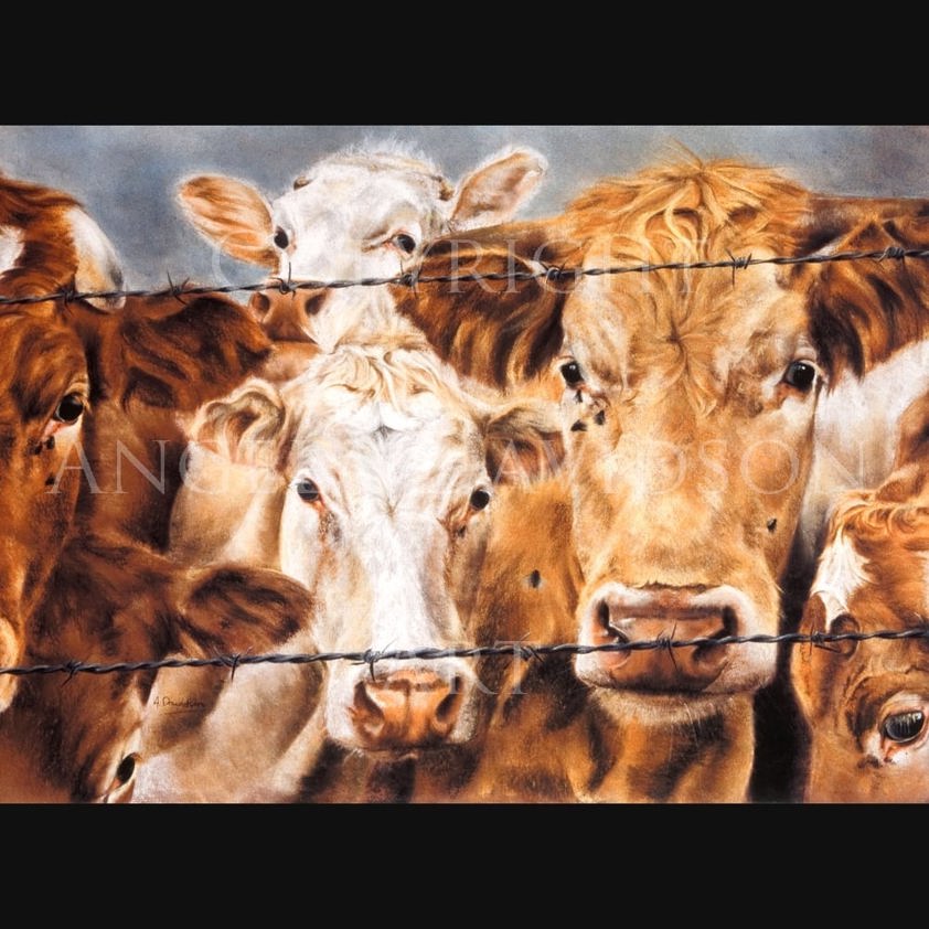The Grass is Always Greener...: A Continental Cattle Print by Angela Davidson Art