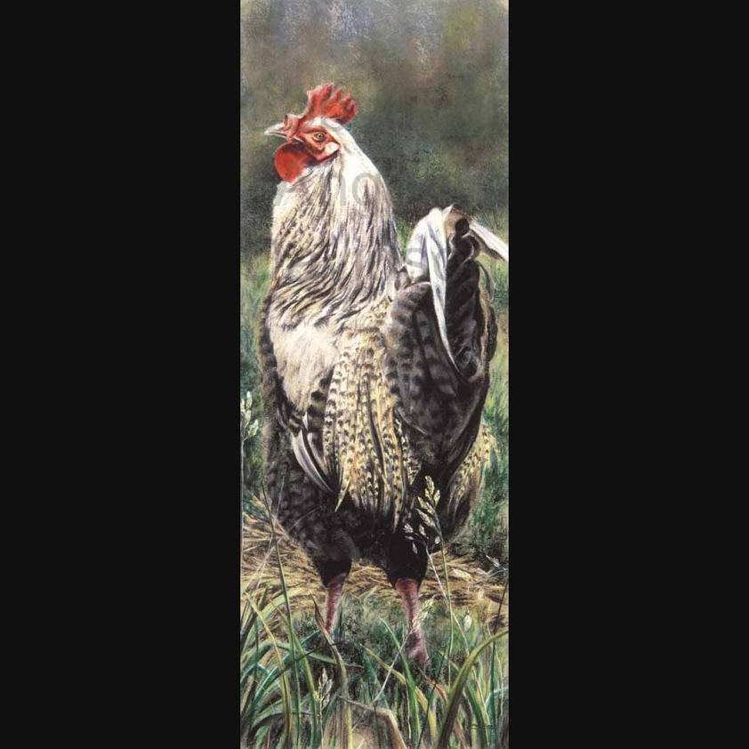 Hector: A Cockerel Print by Angela Davidson Art