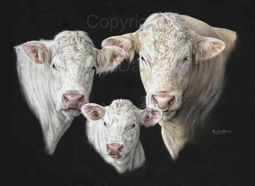 It's in the Genes: A Charolais Cow Print by Angela Davidson Art