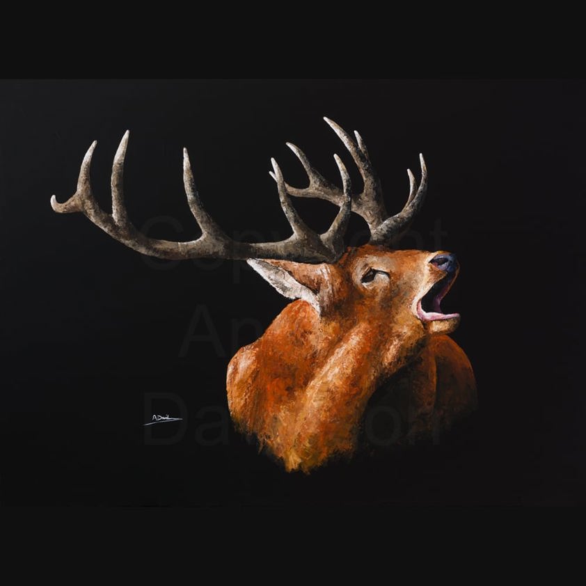 Challenger: A Red Deer Stag Print by Angela Davidson Art