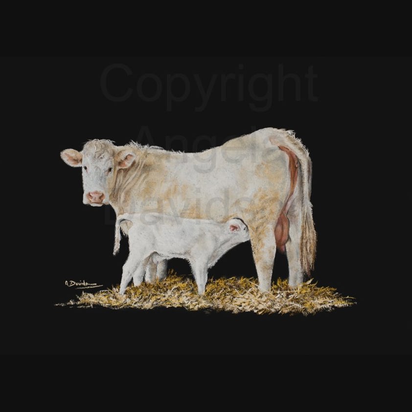 The Milky Bar Calf: A Charolais Cow Print by Angela Davidson Art