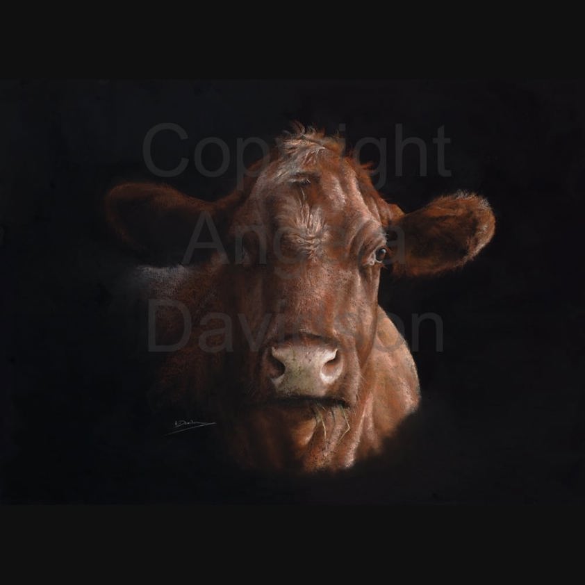 How Now...?: A Shorthorn Cow Print by Angela Davidson Art
