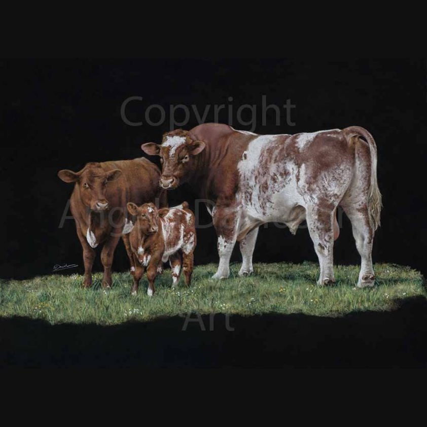 Short but Sweet: A Shorthorn Cow Print by Angela Davidson Art