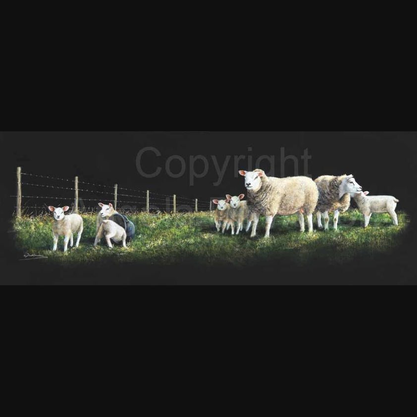 You Get In The Bucket: A Texel Sheep Print by Angela Davidson Art