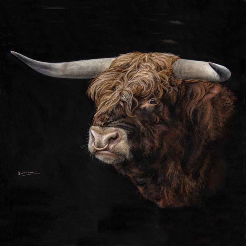 Murdoch: A Highland Bull Print by Angela Davidson Art