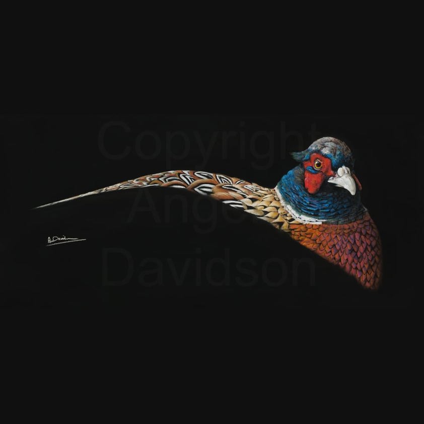 Bobby Dazzler: A Pheasant Print by Angela Davidson Art