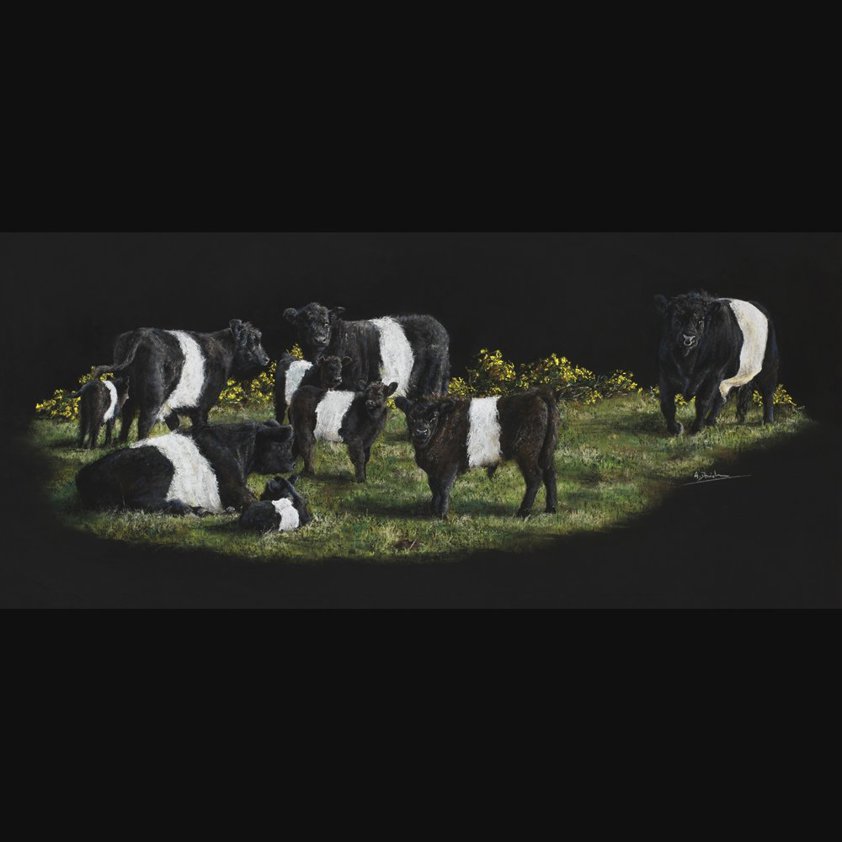 The B G s: A Galloway Cattle Print by Angela Davidson Art