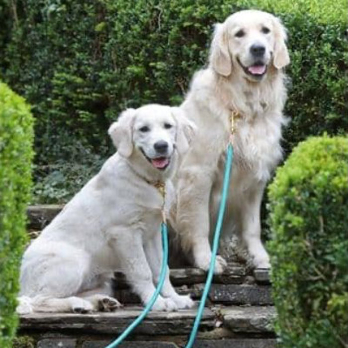 Dog Collars & Harnesses