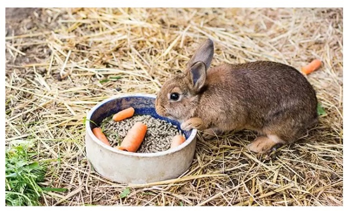 Small Animal Feed & Bedding