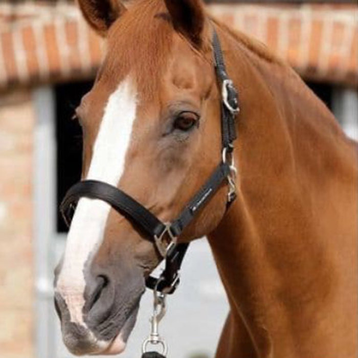 Headcollars & Lead Ropes